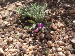 Astragalus purshii lectulus