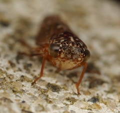 Metidiocerus rutilans