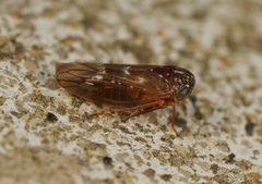 Metidiocerus rutilans