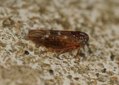 Metidiocerus rutilans