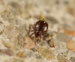Phauloppia lucorum