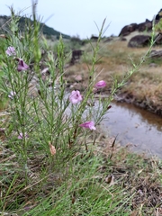 Parasopubia delphiniifolia