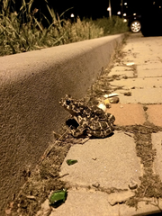 Bufotes viridis viridis