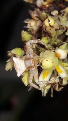 Thomisidae