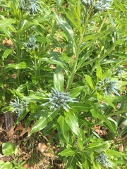 Amsonia