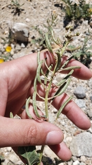 Chylismia claviformis claviformis