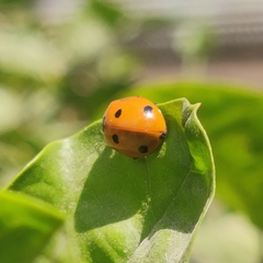 Coccinella septempunctata