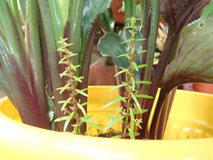 Angiospermae