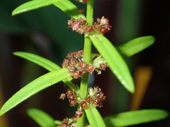 Angiospermae