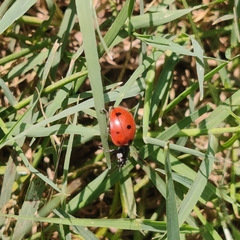 Coccinella septempunctata