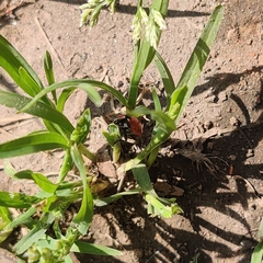 Coccinella septempunctata