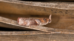 Calguia defiguralis