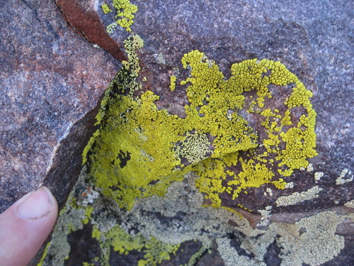 gold cobblestone lichen