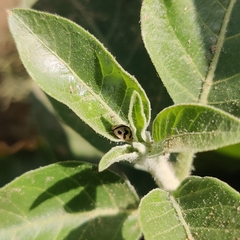 Cheilomenes sexmaculata