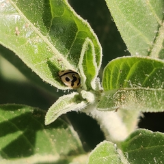 Cheilomenes sexmaculata