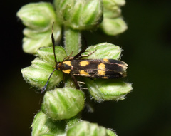 Eretmocera syleuta