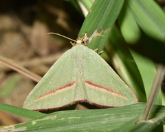 Chlorerythra rubriplaga