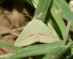 Chlorerythra rubriplaga