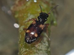 Bembidion quadrimaculatum