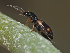 Bembidion quadrimaculatum