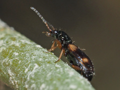 Bembidion quadrimaculatum