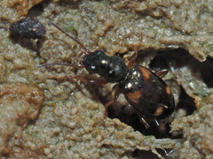 Bembidion quadrimaculatum