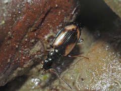 Peryphus