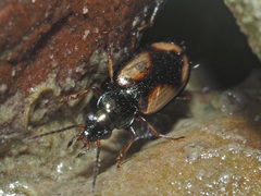 Peryphus