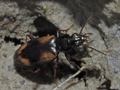 Peryphus