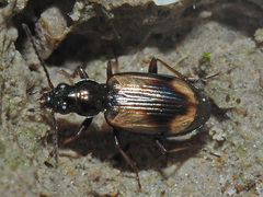 Peryphus