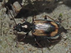 Peryphus
