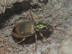 Chlaenius vestitus