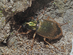 Chlaenius vestitus