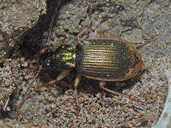 Chlaenius vestitus