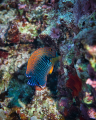 Centropyge potteri