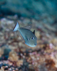 Xanthichthys auromarginatus