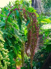 Chenopodium formosanum