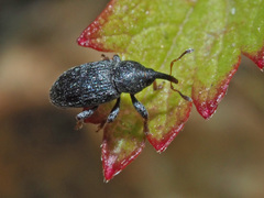 Tychius picirostris