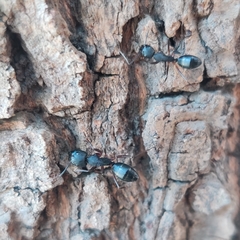 Camponotus compressus