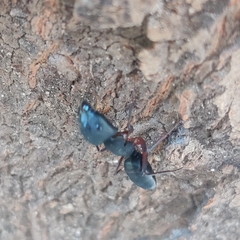 Camponotus compressus