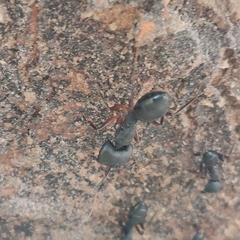 Camponotus compressus