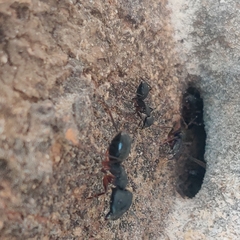 Camponotus compressus