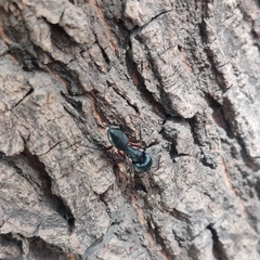 Camponotus compressus