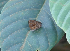 Poritia sumatrae