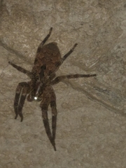 Zoropsis spinimana