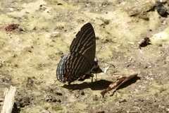 Jamides parasaturatus