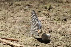 Jamides parasaturatus