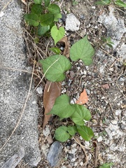 Ipomoea obscura