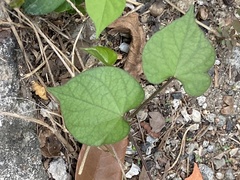 Ipomoea obscura