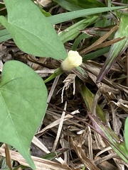 Ipomoea obscura